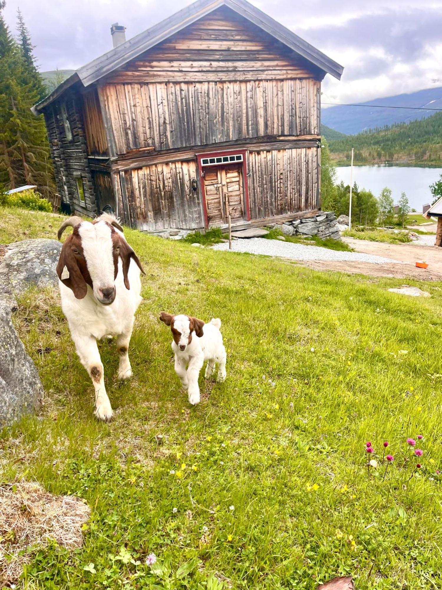 Reinheimen Lodge Skjåk Dış mekan fotoğraf