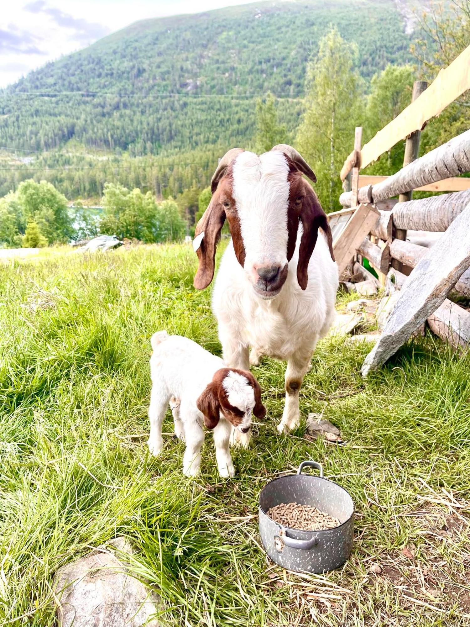 Reinheimen Lodge Skjåk Dış mekan fotoğraf